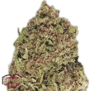 Semeno Heavyweight Seeds - Dream Machine 3 ks