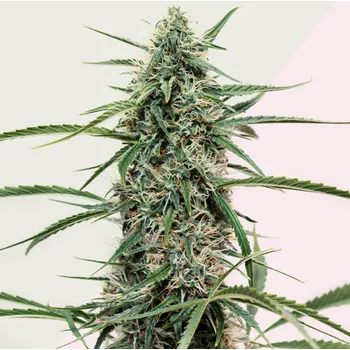 Semeno Kera Seeds - Hurricane Outdoor 1 ks