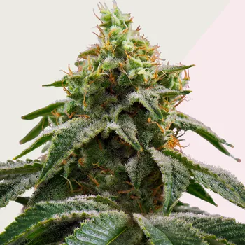 Semeno Kera Seeds - Amsterdam Cheese (Crazy Mouse) 3 ks