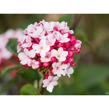 Sazenice Kalina Carlesova 'Aurora' Balení: kontejner C4