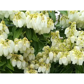 Sazenice Pieris japonský 'Purity' Balení: kontejner C2