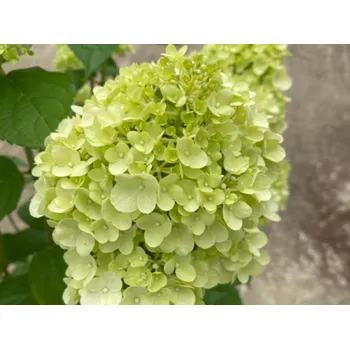 Sazenice Hortenzie latnatá 'Petite Cherry' Balení: kontejner C4