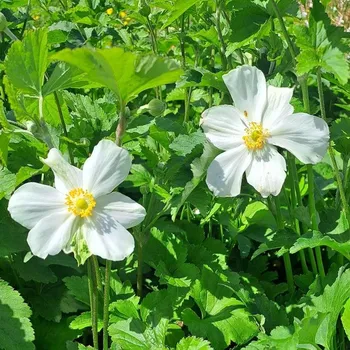 Sazenice Anemone hybrida Honorine Jobert