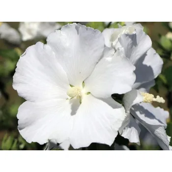 Sazenice Ibišek syrský 'Eléonore' Balení: kontejner C3