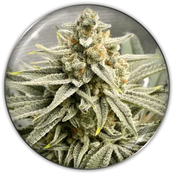 Semeno Medical Seeds Co. - Grape Fuel 5 ks