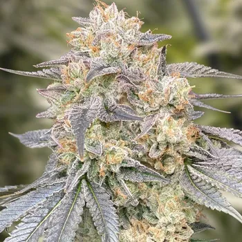 Semeno High Speed Buds - Gorilla Zkittlez Fast 1 ks