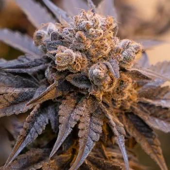 Semeno High Speed Buds - Purple Punch Auto 1 ks