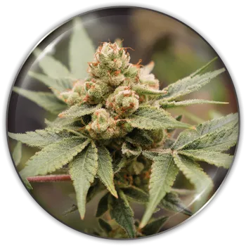 Semeno Medical Seeds Co. - Medical Grape CBD 5 ks