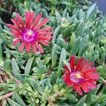 Sazenice Delosperma x Sundela Red
