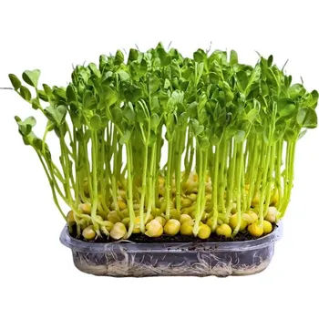 Semeno Hortus Pěstebna Hrášek Affyla na microgreens, 100 g