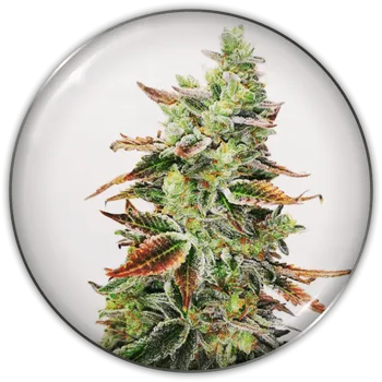 Semeno Medical Seeds Co. - Banana Purp 3 ks