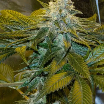 Semeno Mandala Seeds - Speed Queen regular 5 ks