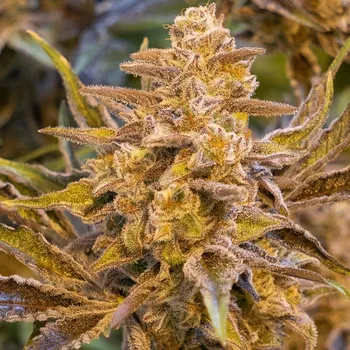 Semeno High Speed Buds - High Voltage Auto 1 ks