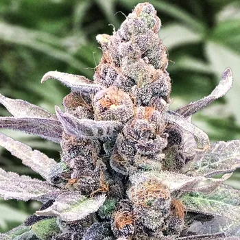 Semeno High Speed Buds - Wedding Crasher Auto 1 ks