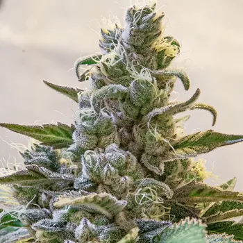 Semeno High Speed Buds - Lemon Cake Auto 1 ks