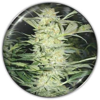 Semeno Medical Seeds Co. - White Widow 3 ks
