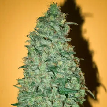 Semeno Mandala Seeds - California Dream 6 ks