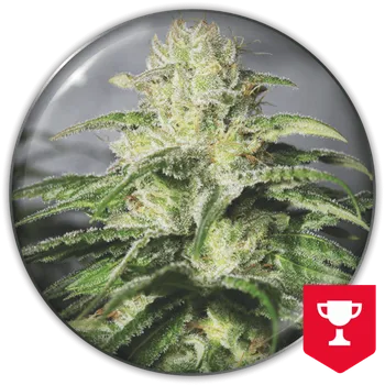 Semeno Medical Seeds Co. - OG Kush CBD 5 ks