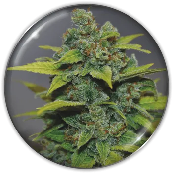 Semeno Medical Seeds Co. - Banana Zkittlez 3 ks