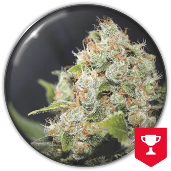 Semeno Medical Seeds Co. - BCN Sour Diesel 5 ks