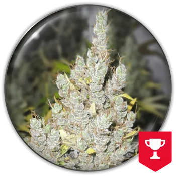 Semeno Medical Seeds Co. - 2046 5 ks