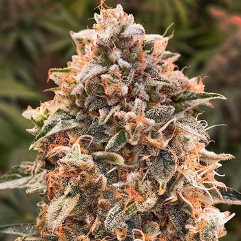 Semeno High Speed Buds - Super Glue #4 Auto 1 ks