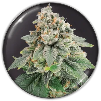 Semeno Medical Seeds Co. - Bluehell CBD 3 ks