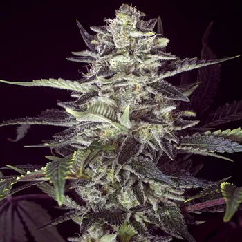 Semeno High Speed Buds - Brain Stroke Auto 3 ks