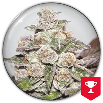 Semeno Medical Seeds Co. - Mendocino x Purple Kush 3 ks
