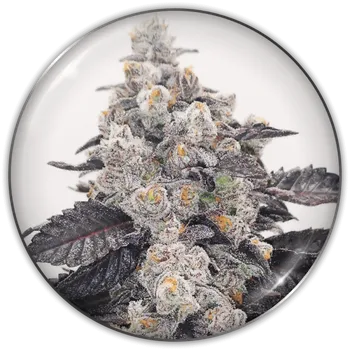 Semeno Medical Seeds Co. - Pink Sherbert 3 ks