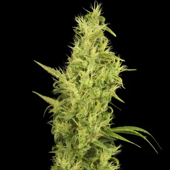 Semeno House Of The Great Gardener - Sunshine 6 ks