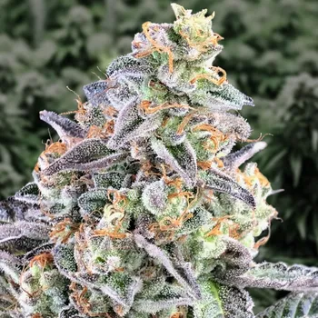 Semeno High Speed Buds - Cherry Pie Auto 1 ks