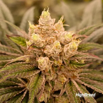 Semeno Highbreed Seeds - Sherbet Jedi Joint 2 ks