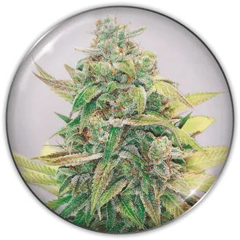 Semeno Medical Seeds Co. - Strawberry Cake CBD 5 ks