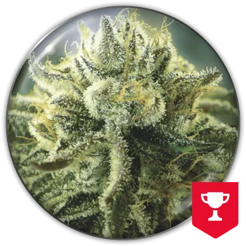Semeno Medical Seeds Co. - Canadian Kush 2.0 3 ks