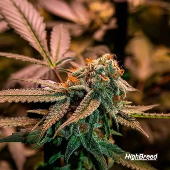 Semeno Highbreed Seeds - Gary Rainbow Road 2 ks