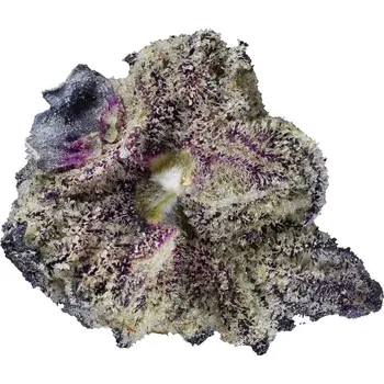 Semeno Highbreed Seeds - Gomu Gomu Mango Auto 2 ks