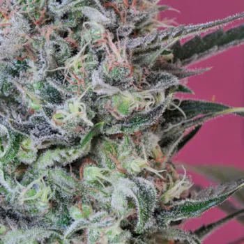 Semeno Mandala Seeds - Krystalica regular 5 ks