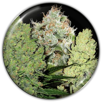 Semeno Medical Seeds Co. - Collection 1 6 ks