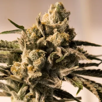 Semeno High Speed Buds - Cherry Pie Fast 1 ks