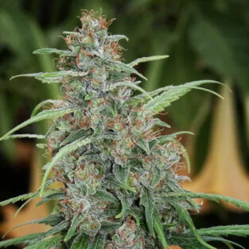 Semeno Mandala Seeds - Fast NGlorious regular 10 ks