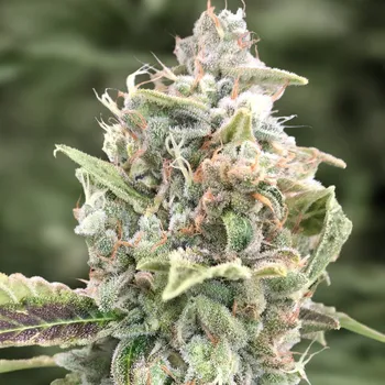 Semeno High Speed Buds - Grateful Dead Auto 1 ks