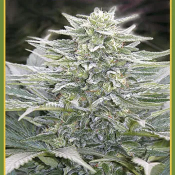 Semeno Mandala Seeds - Hashberry regular 50 ks