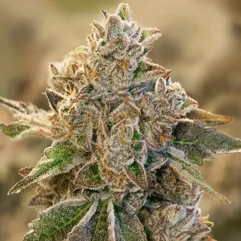 Semeno High Speed Buds - Do Si Face Auto 1 ks