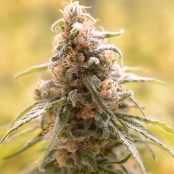 Semeno House Of The Great Gardener - CBD Afghani 6 ks