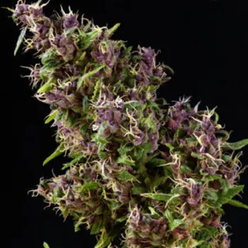 Semeno Mandala Seeds - Purple Paro Valley 6 ks