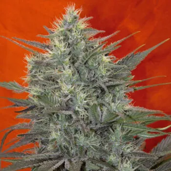 Semeno Mandala Seeds - Satori 5 ks