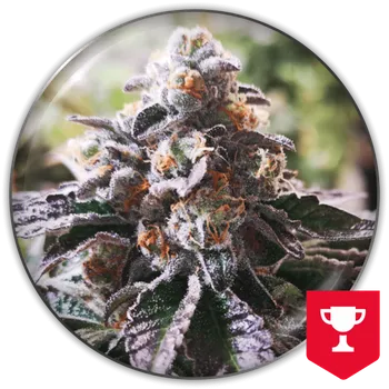 Semeno Medical Seeds Co. - Cookies Purple Punch 3 ks