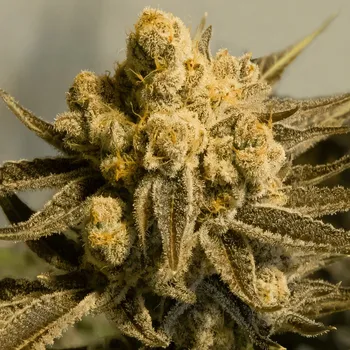 Semeno High Speed Buds - Critical Glue #4 Auto 3 ks