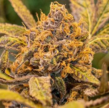 Semeno High Speed Buds - High Voltage Fast 1 ks